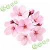 Parfümöl Cherry Blossom 20 ml